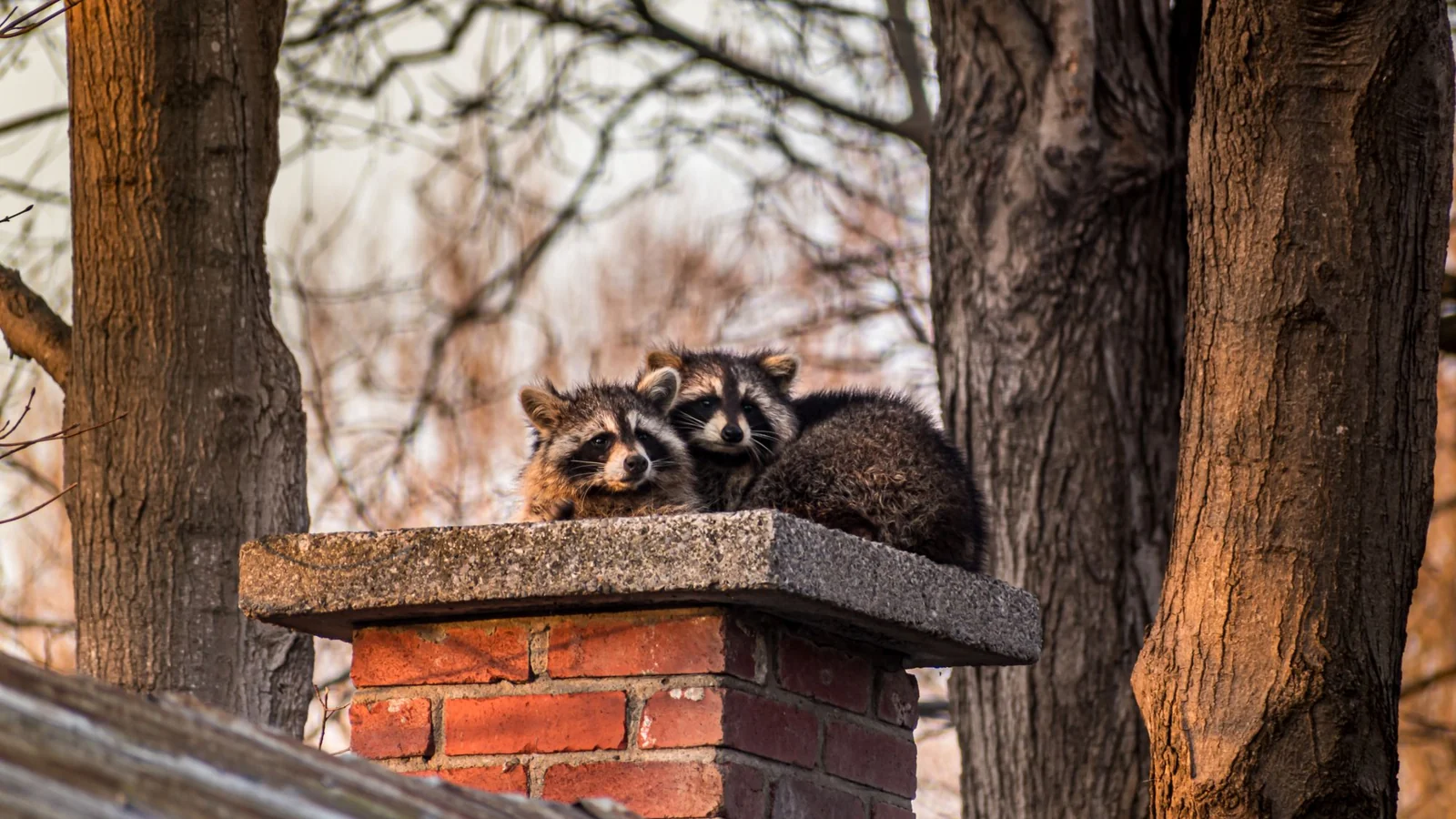 Two raccoons on a house chimney, the kind of wildlife problem Metro Detroit homeowners call about